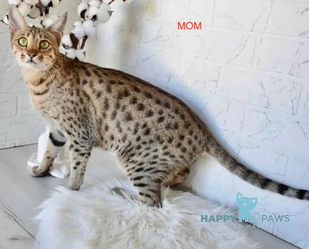 Savi Savannah F6 female black spotted tabby live animals