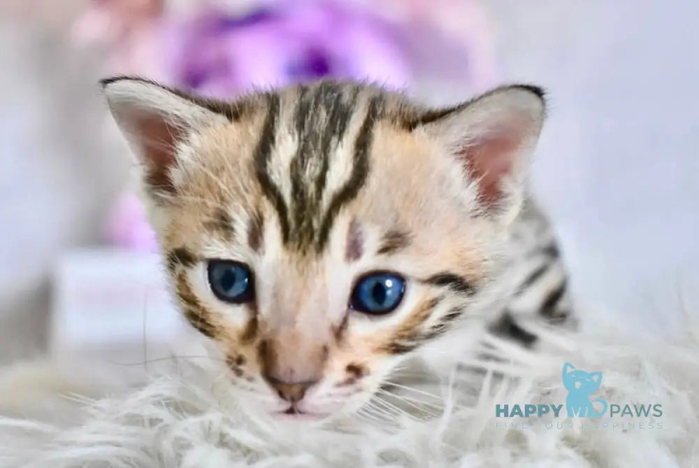 Savi Savannah F6 female black spotted tabby live animals