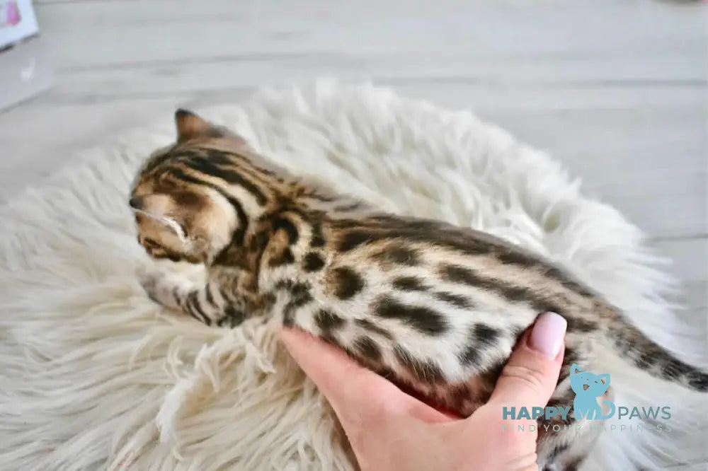 Savi Savannah F6 female black spotted tabby live animals
