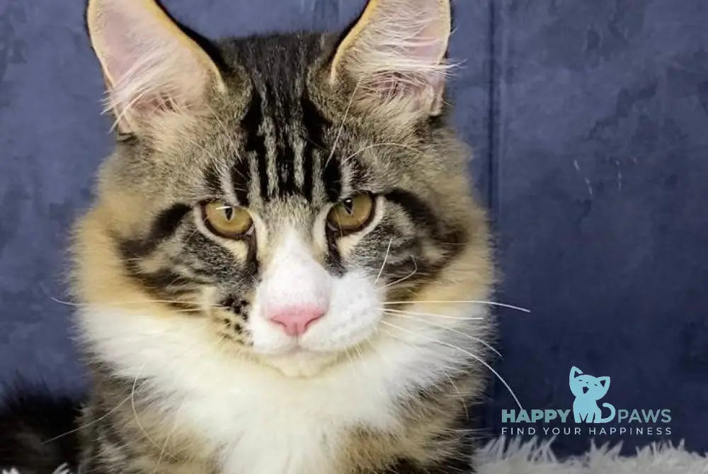 Savo Maine Coon male black tabby bicolour live animals