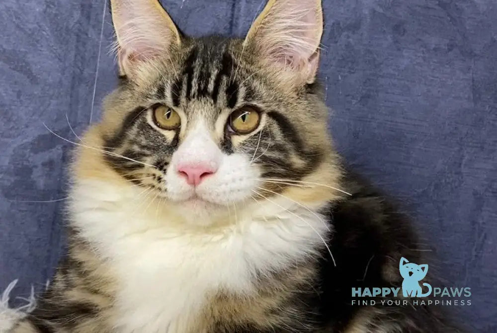 Savo Maine Coon male black tabby bicolour live animals