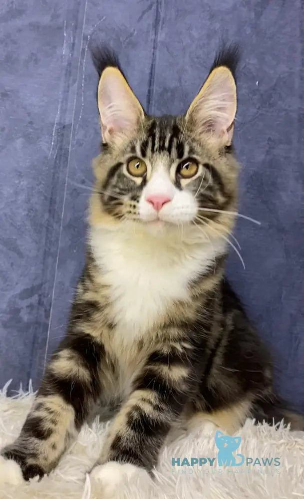 Savo Maine Coon male black tabby bicolour live animals