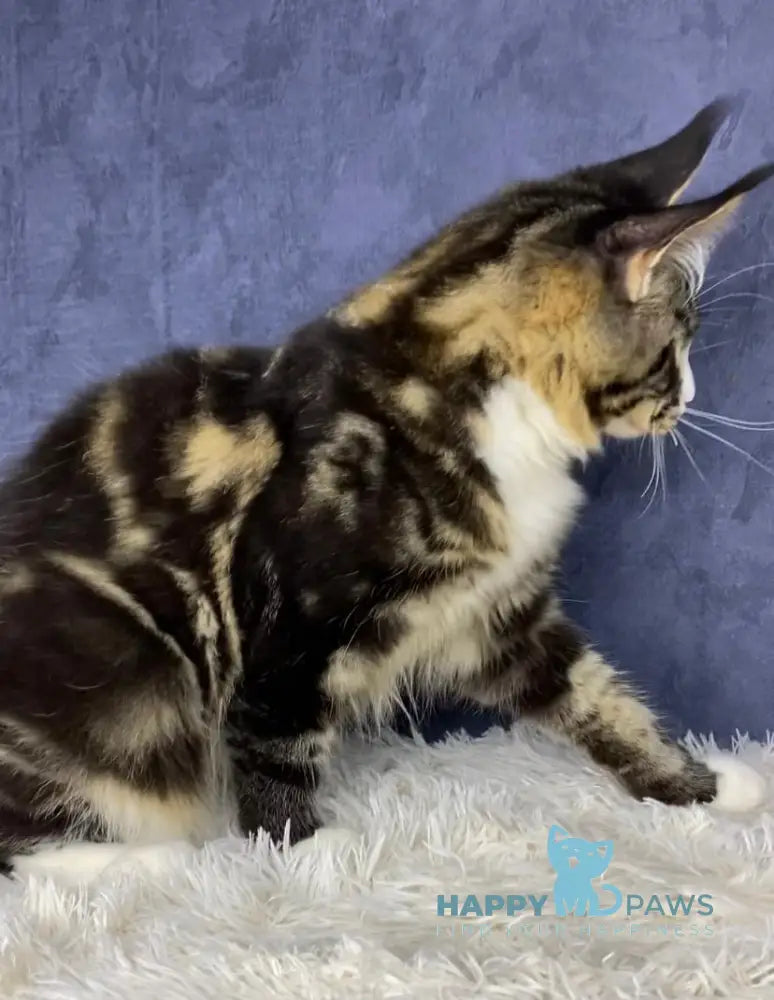 Savo Maine Coon male black tabby bicolour live animals