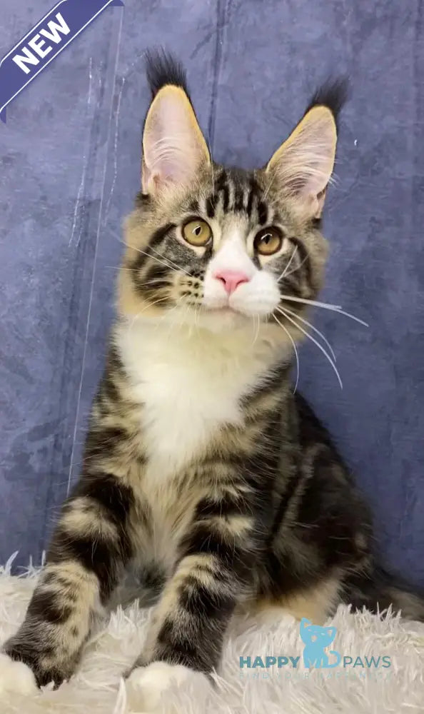 Savo Maine Coon male black tabby bicolour live animals