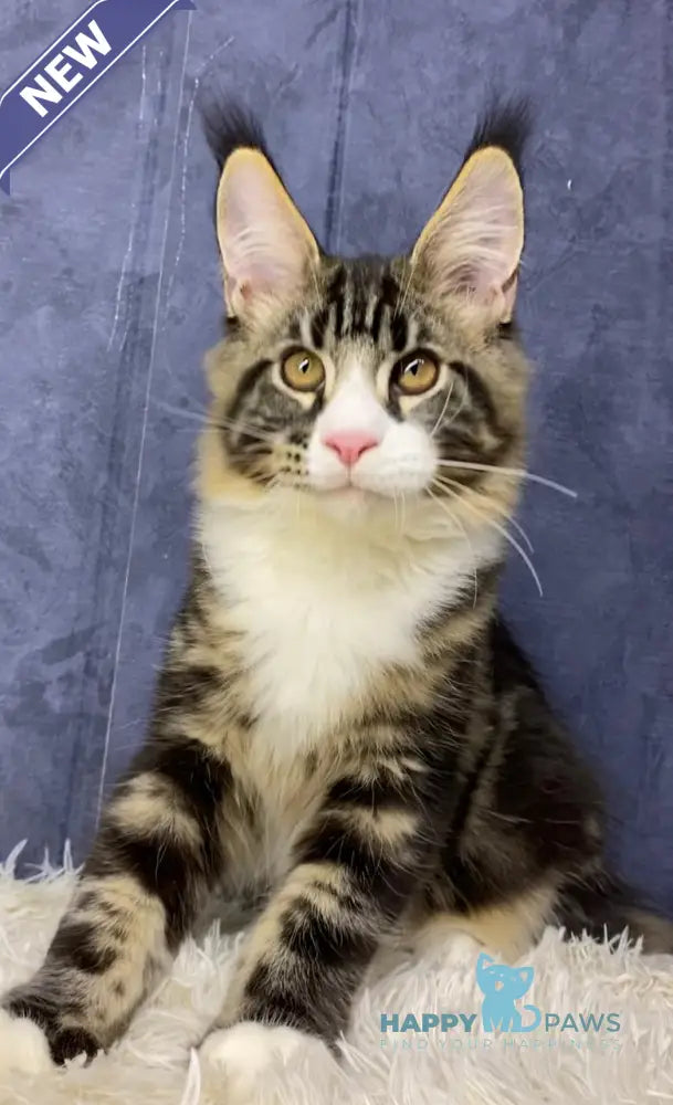 Savo Maine Coon male black tabby bicolour live animals