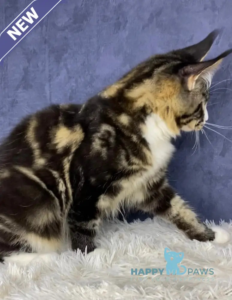 Savo Maine Coon male black tabby bicolour live animals