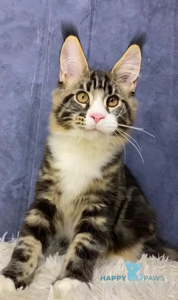 Savo Maine Coon male black tabby bicolour live animals