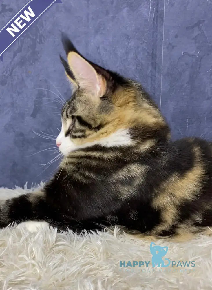 Savo Maine Coon male black tabby bicolour live animals
