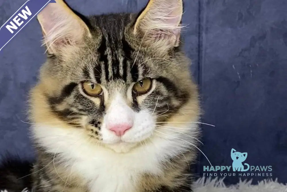 Savo Maine Coon male black tabby bicolour live animals