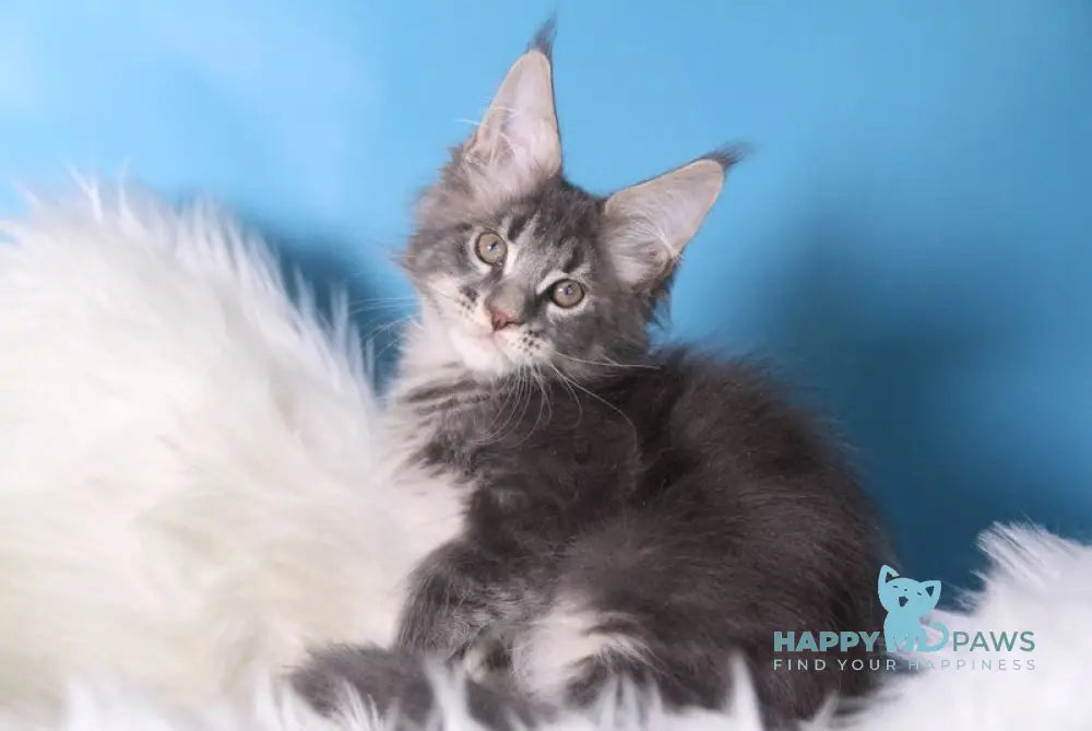 Savva Maine Coon male blue tabby live animals