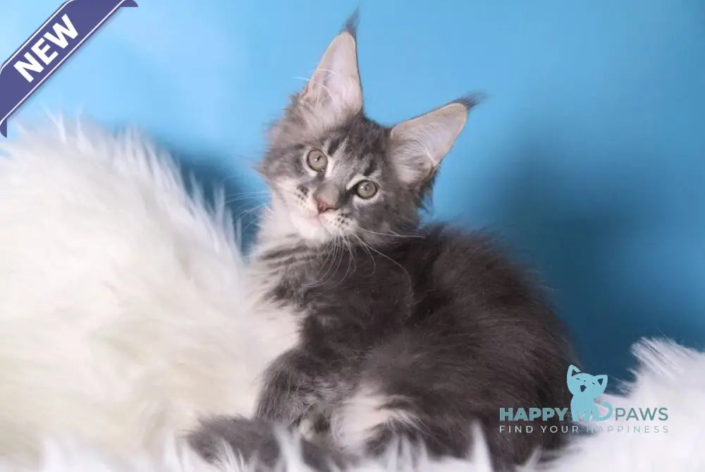 Savva Maine Coon male blue tabby live animals