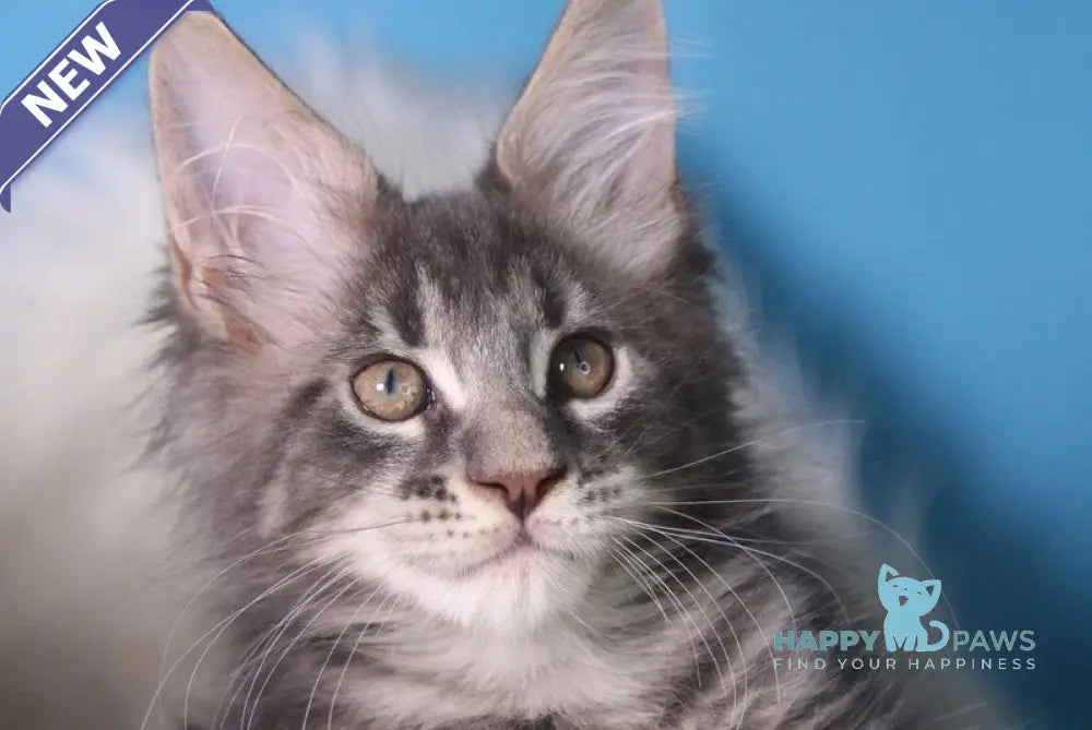 Savva Maine Coon male blue tabby live animals
