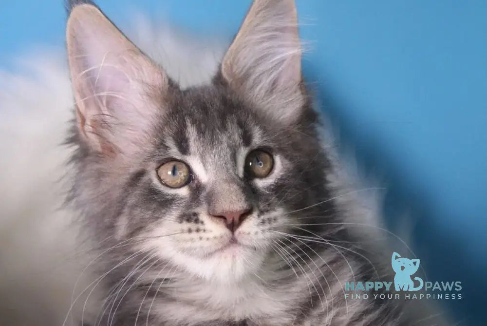 Savva Maine Coon male blue tabby live animals