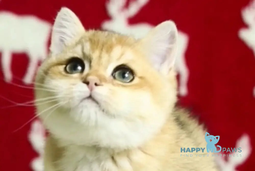 Saymon British Shorthair male chocolate golden shaded live animals