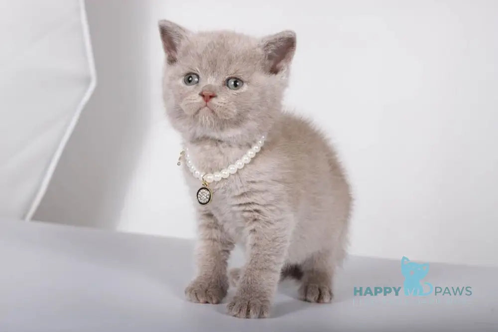 Saymon British Shorthair male lilac live animals