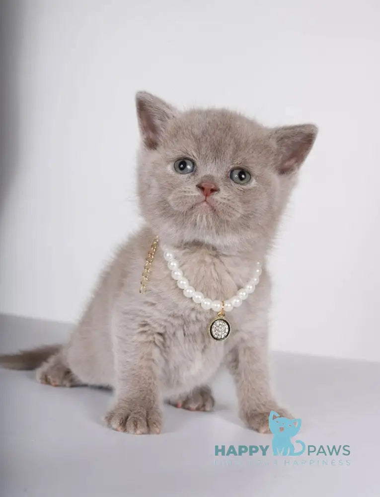 Saymon British Shorthair male lilac live animals