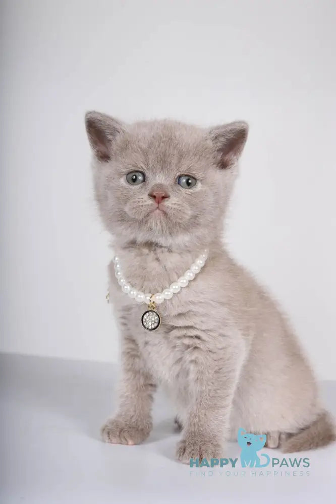 Saymon British Shorthair male lilac live animals