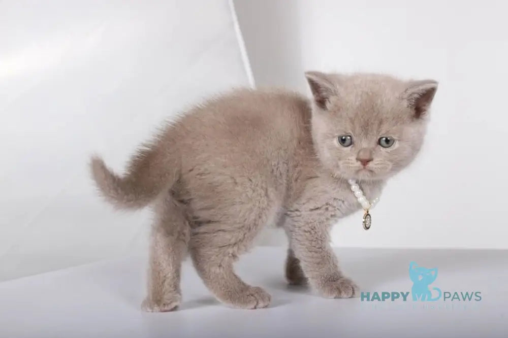 Saymon British Shorthair male lilac live animals