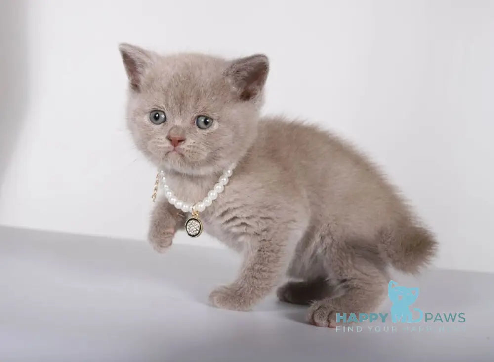 Saymon British Shorthair male lilac live animals