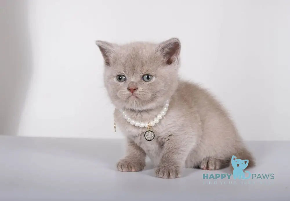 Saymon British Shorthair male lilac live animals
