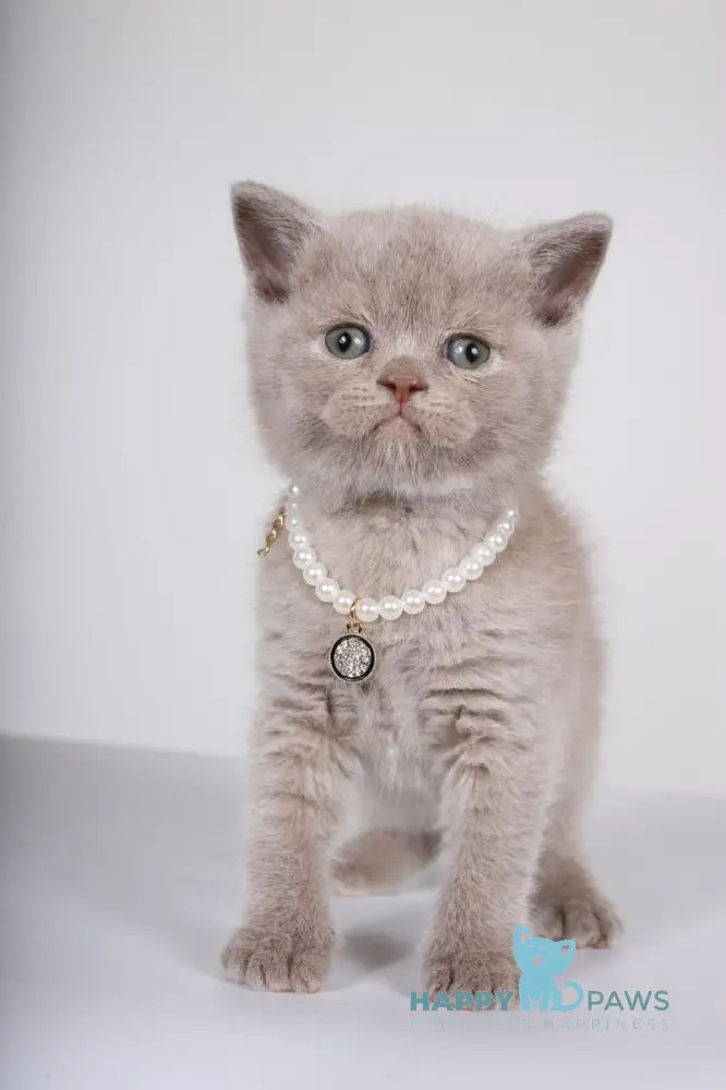 Saymon British Shorthair male lilac live animals