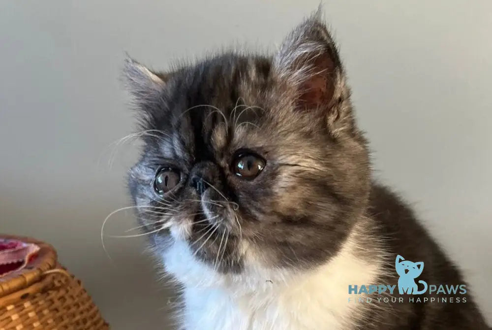 Saymon Exotic male black tabby bicolour live animals