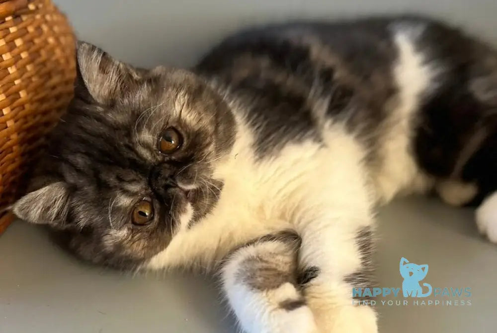 Saymon Exotic male black tabby bicolour live animals