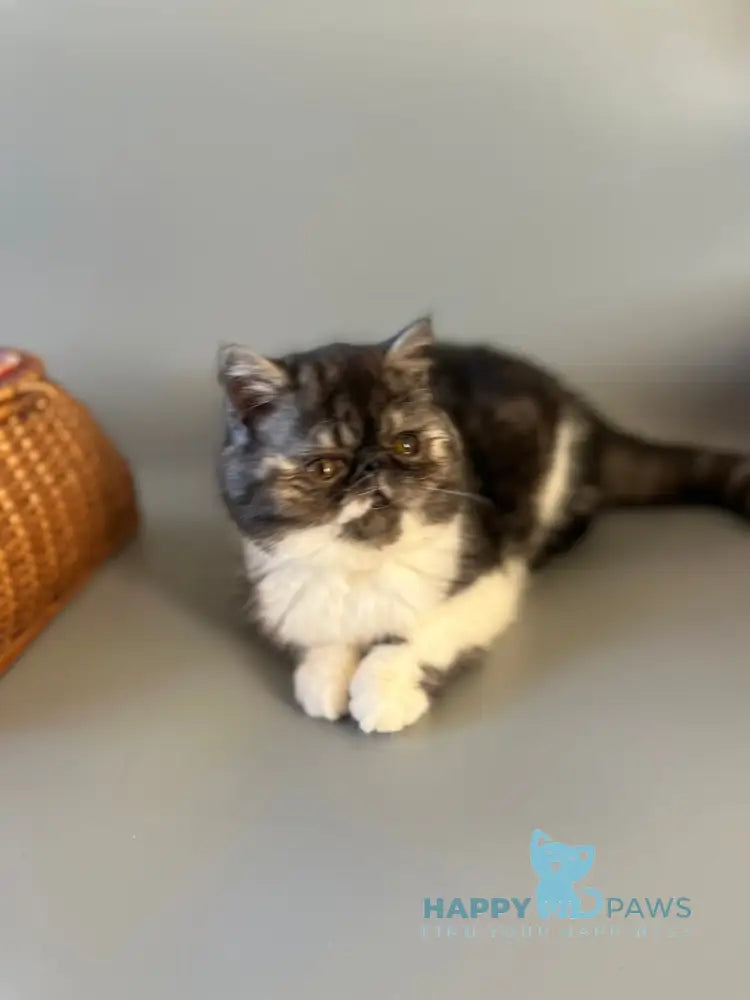 Saymon Exotic male black tabby bicolour live animals