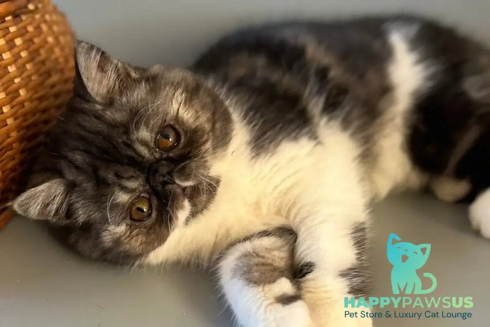 Saymon Exotic male black tabby bicolour live animals