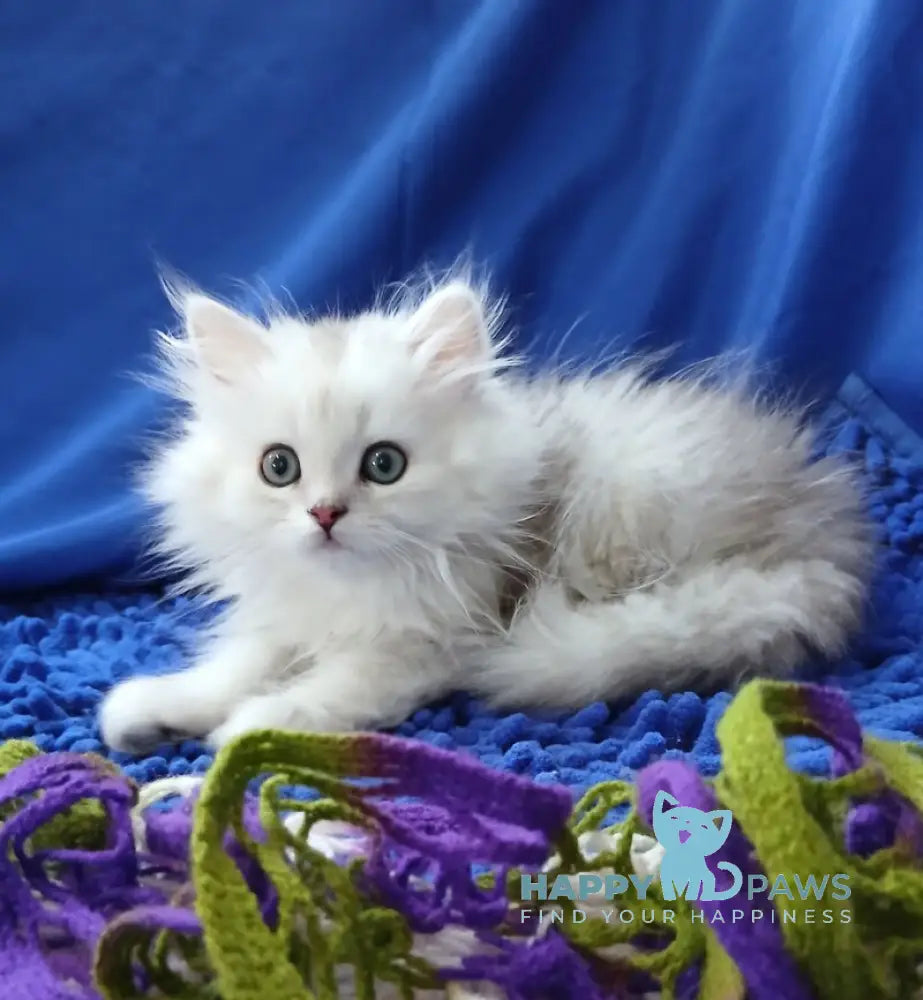 Saymon Persian male black silver shaded live animals