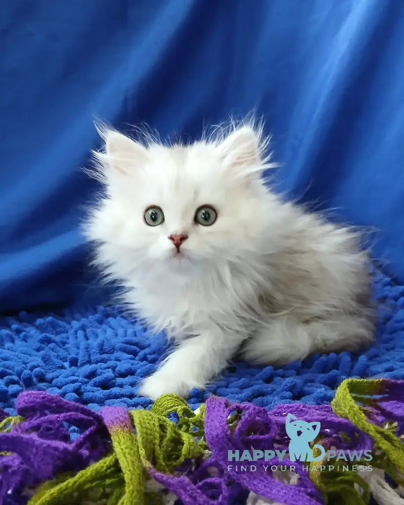 Saymon Persian male black silver shaded live animals