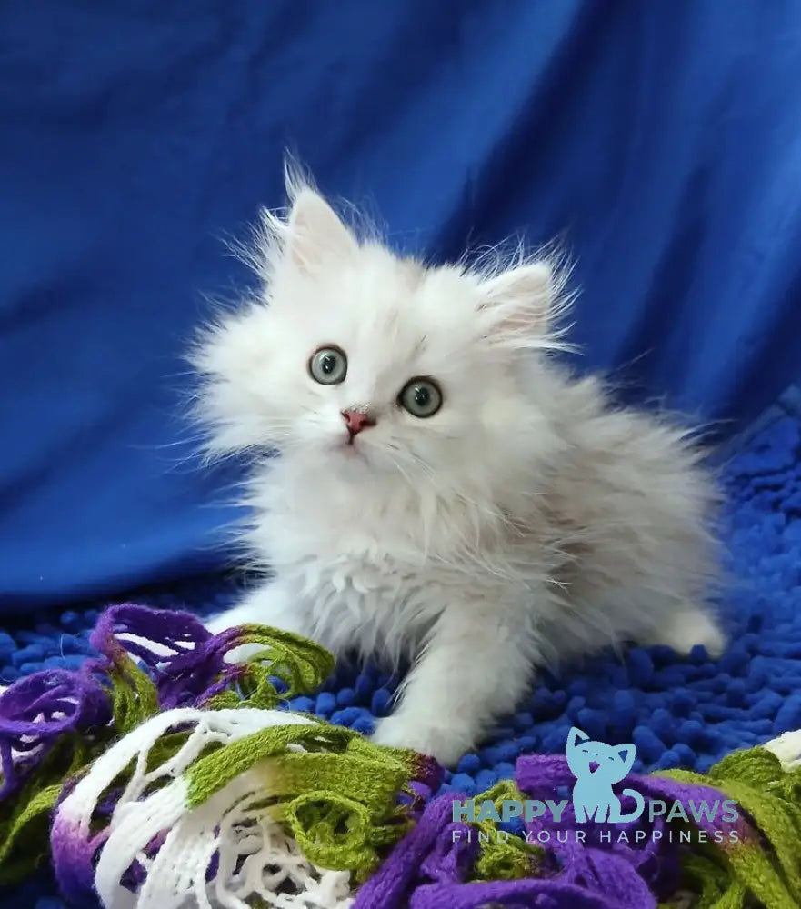 Saymon Persian male black silver shaded live animals