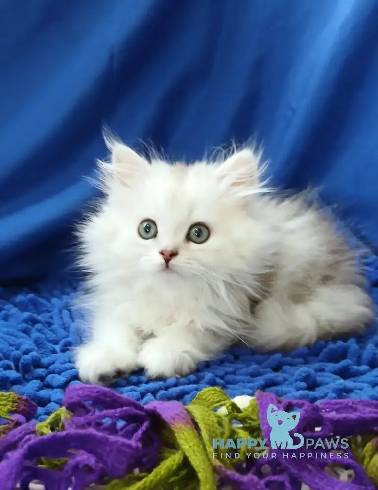 Saymon Persian male black silver shaded live animals