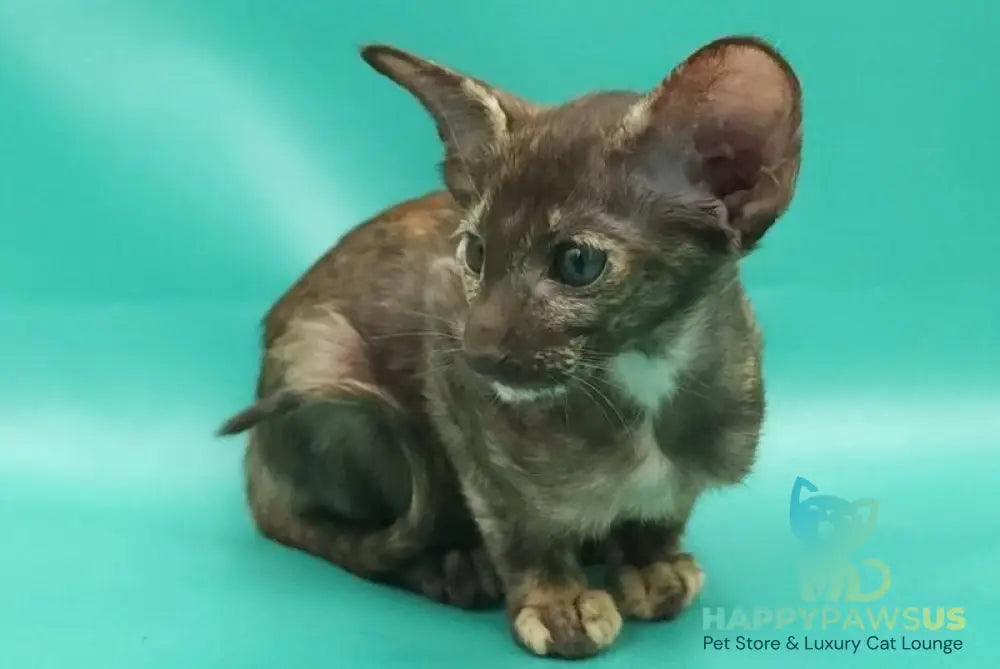 Sayuri Oriental Shorthair female chocolate tortie - live animals