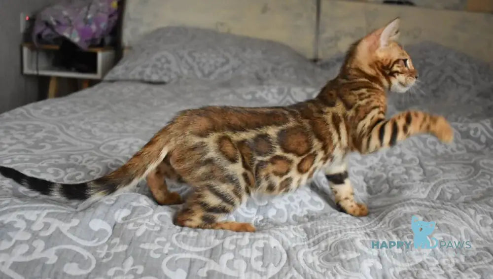Scorpio Bengal male black spotted tabby live animals