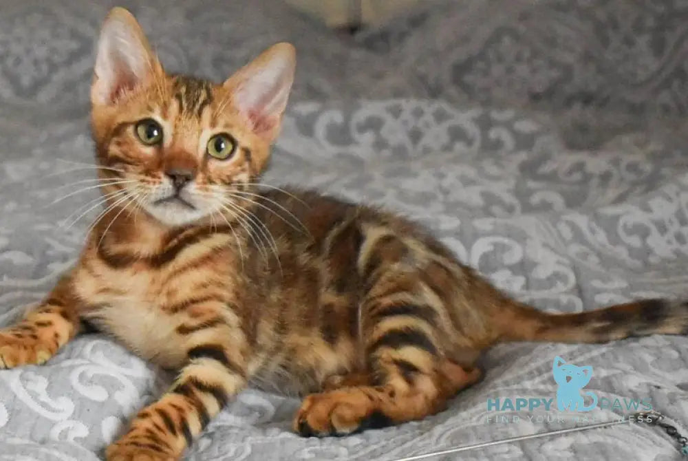 Scorpio Bengal male black spotted tabby live animals