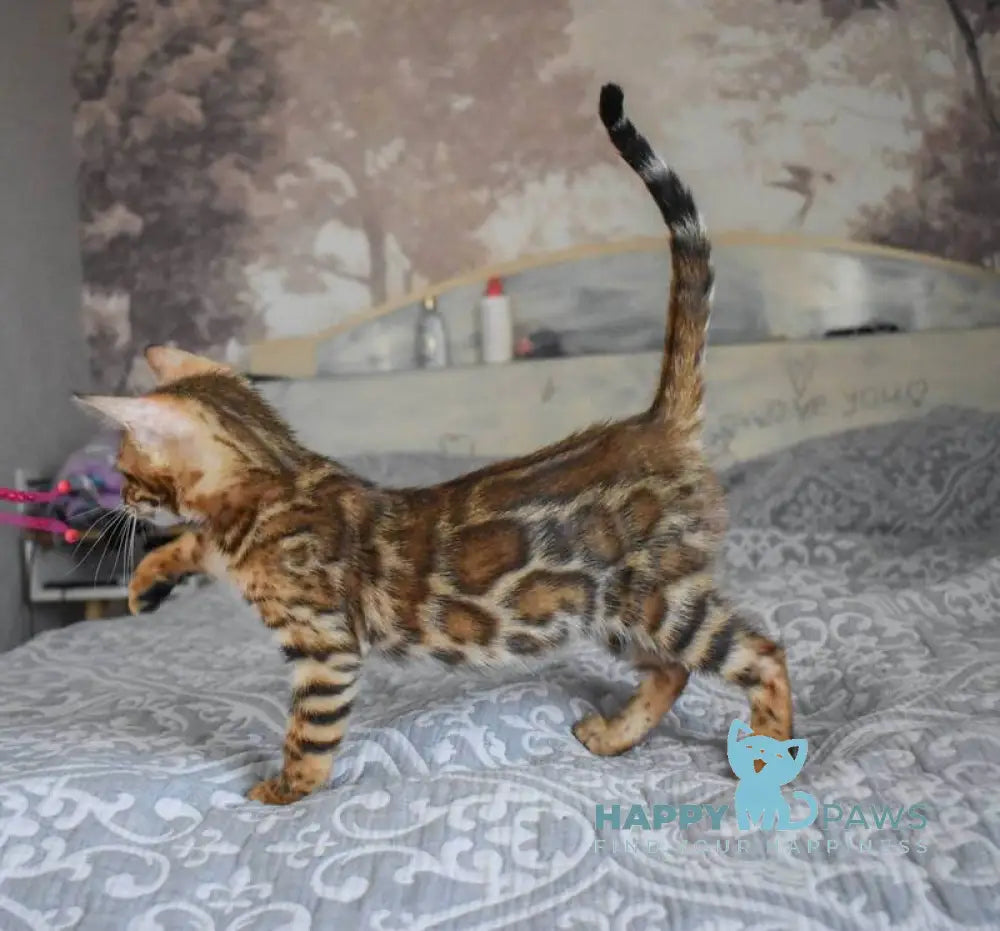 Scorpio Bengal male black spotted tabby live animals