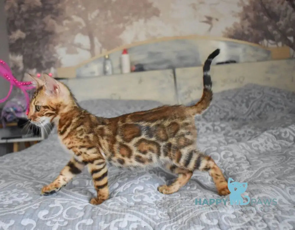 Scorpio Bengal male black spotted tabby live animals