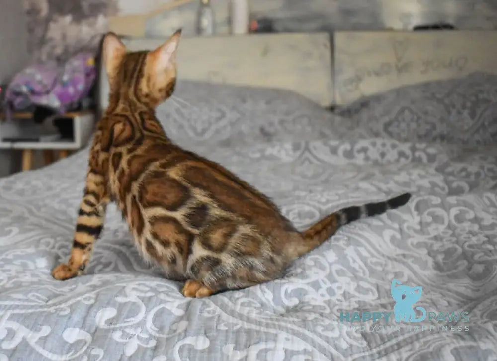 Scorpio Bengal male black spotted tabby live animals