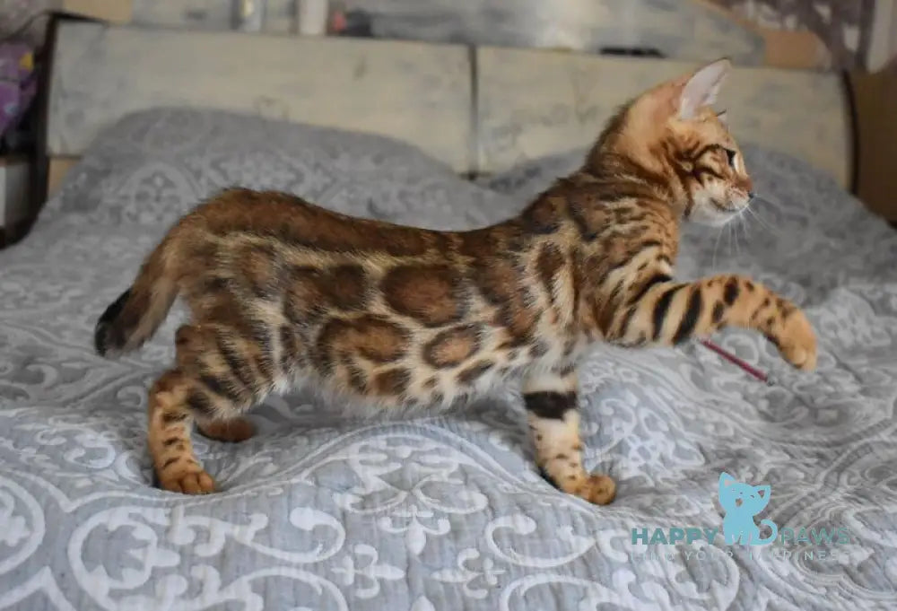 Scorpio Bengal male black spotted tabby live animals
