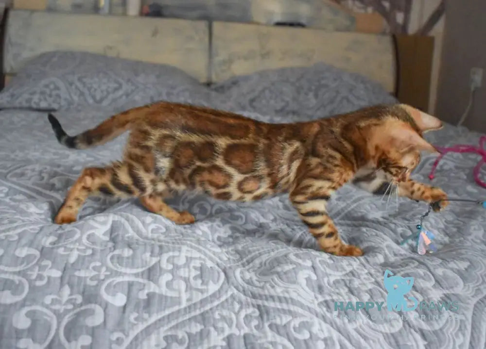 Scorpio Bengal male black spotted tabby live animals