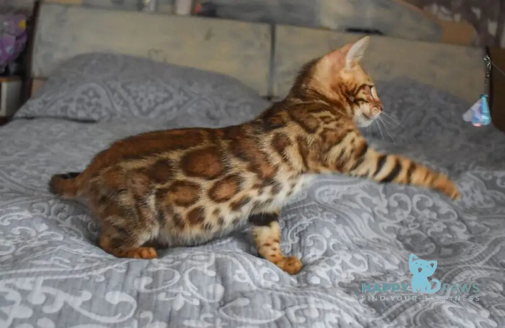 Scorpio Bengal male black spotted tabby live animals
