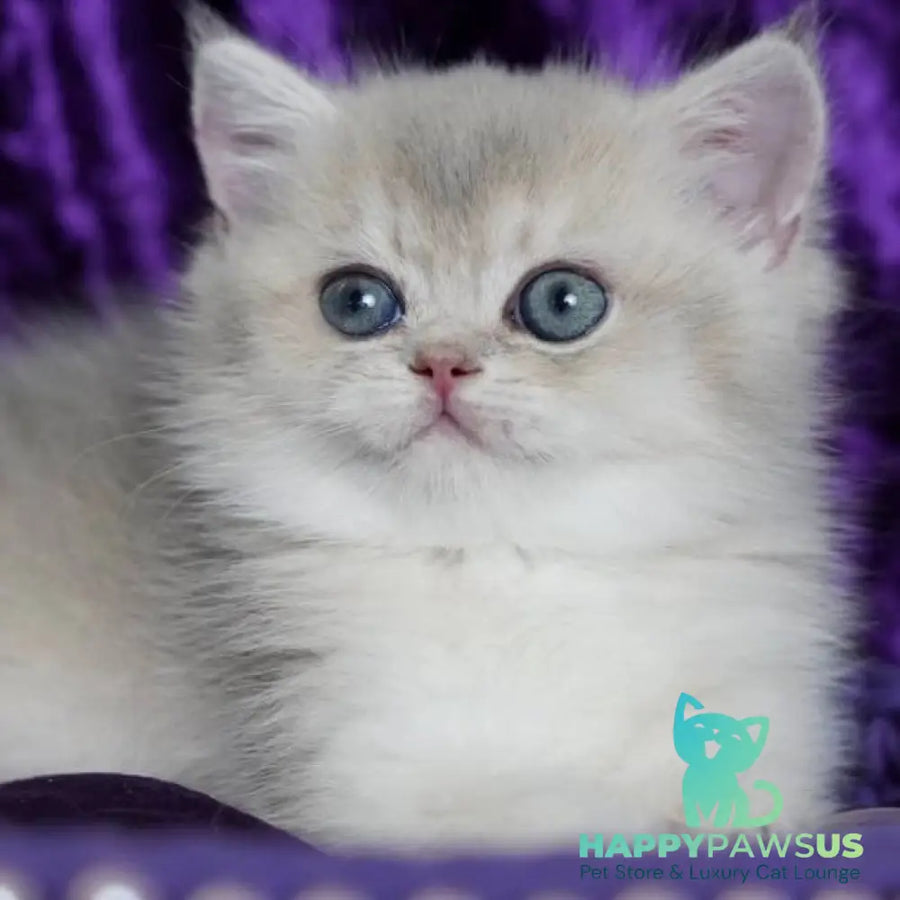 Sebastian British Shorthair male blue golden shaded - live animals