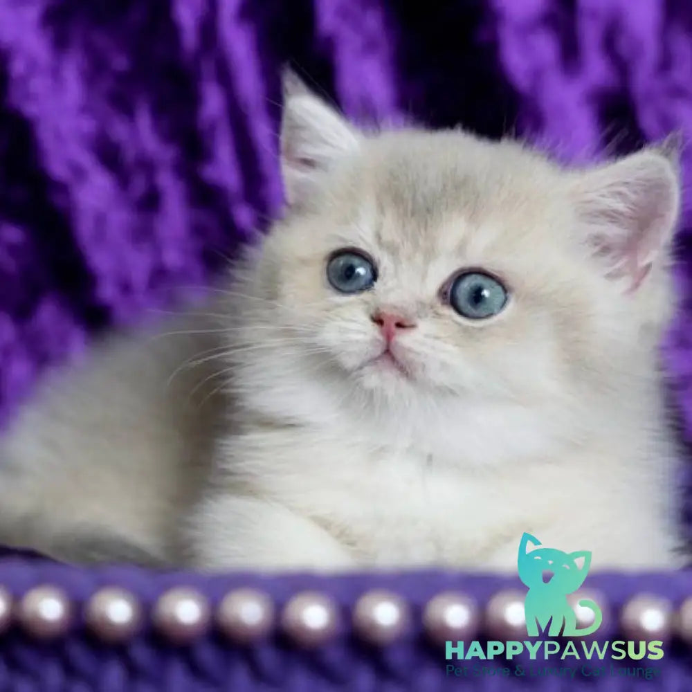 Sebastian British Shorthair male blue golden shaded - live animals
