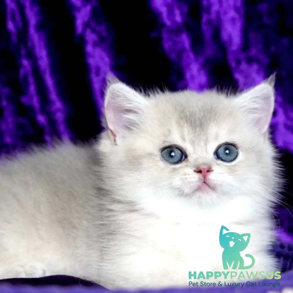 Sebastian British Shorthair male blue golden shaded - live animals