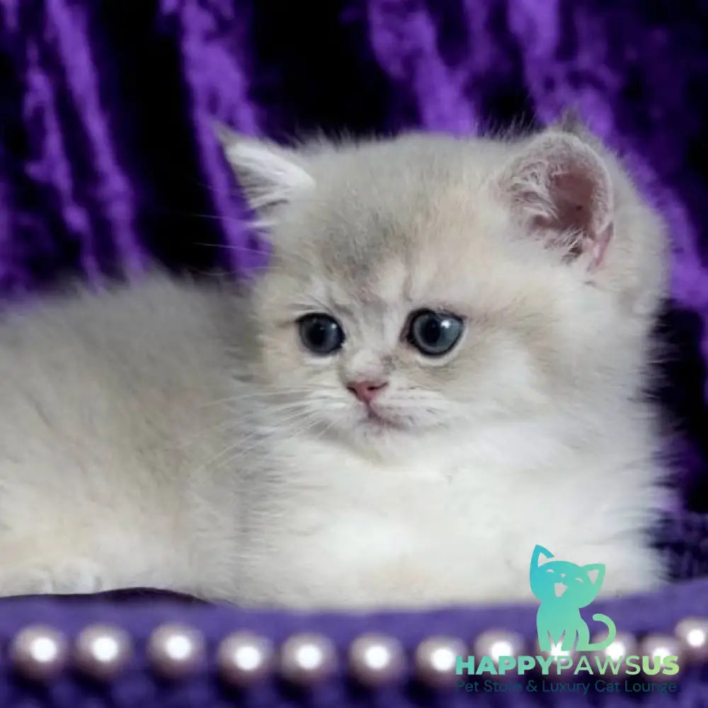 Sebastian British Shorthair male blue golden shaded - live animals