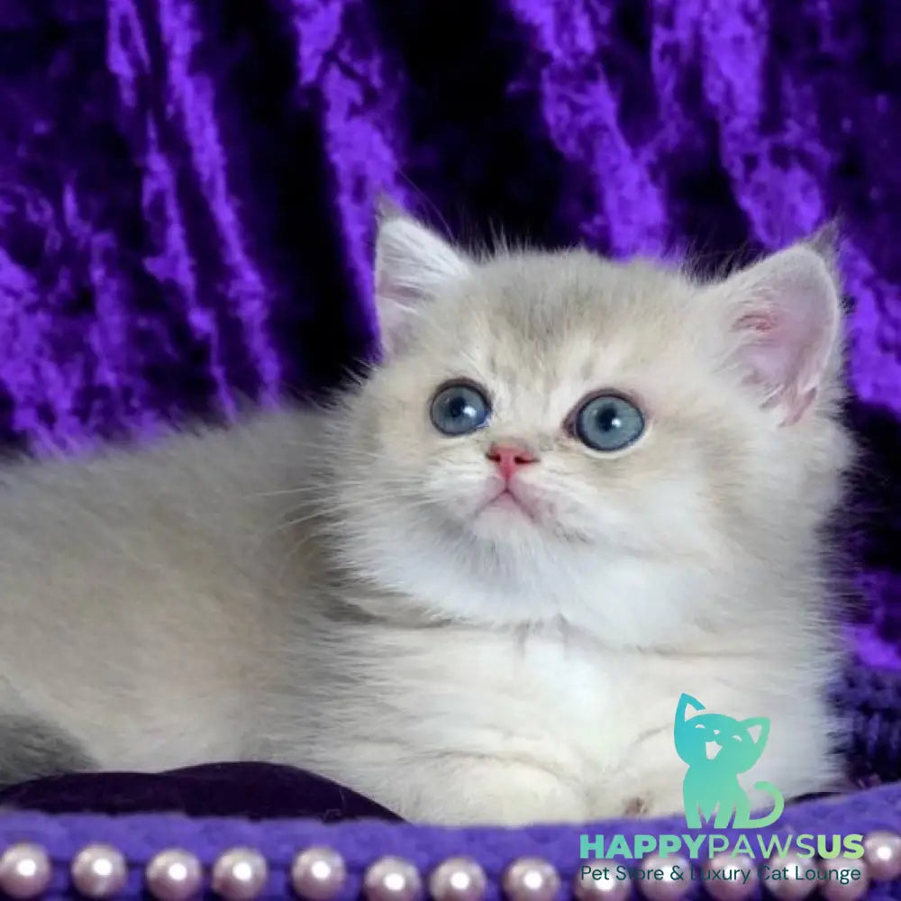 Sebastian British Shorthair male blue golden shaded - live animals