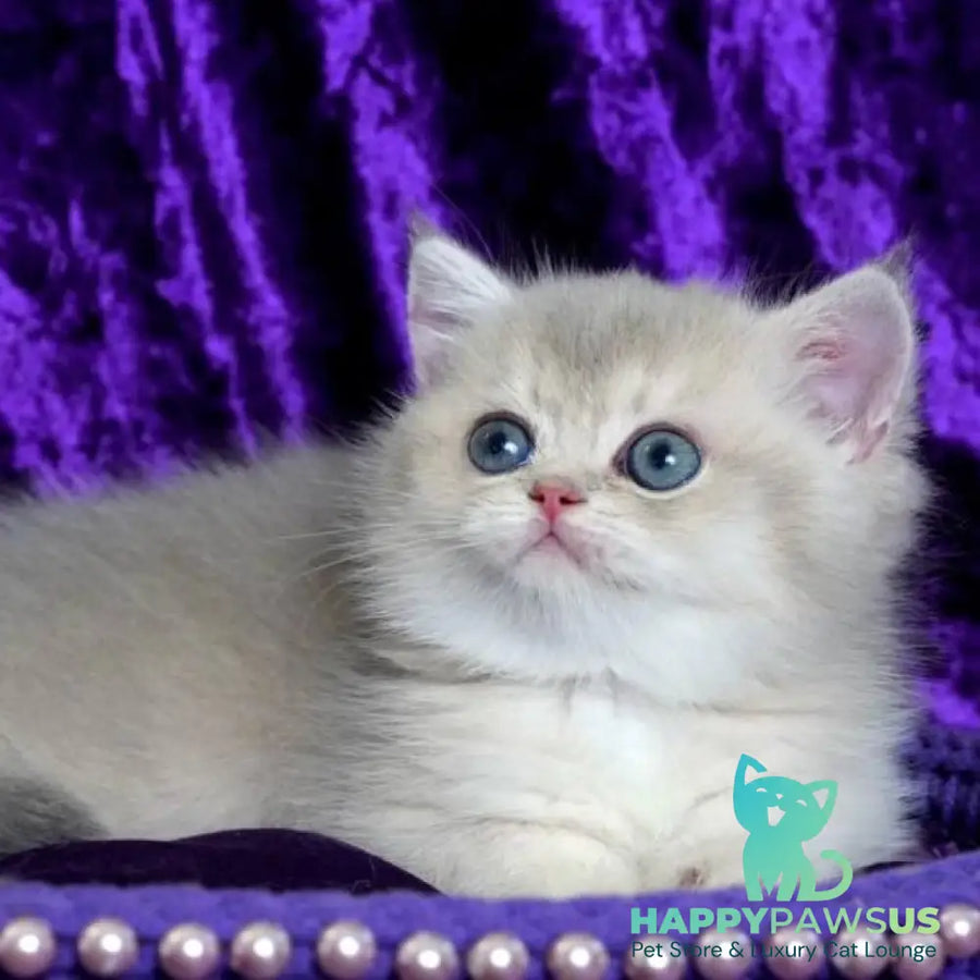 Sebastian British Shorthair male blue golden shaded - live animals