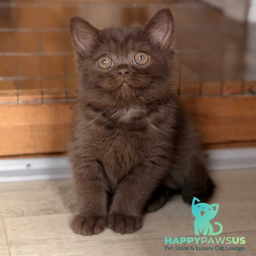 Sebastian British Shorthair male chocolate - live animals
