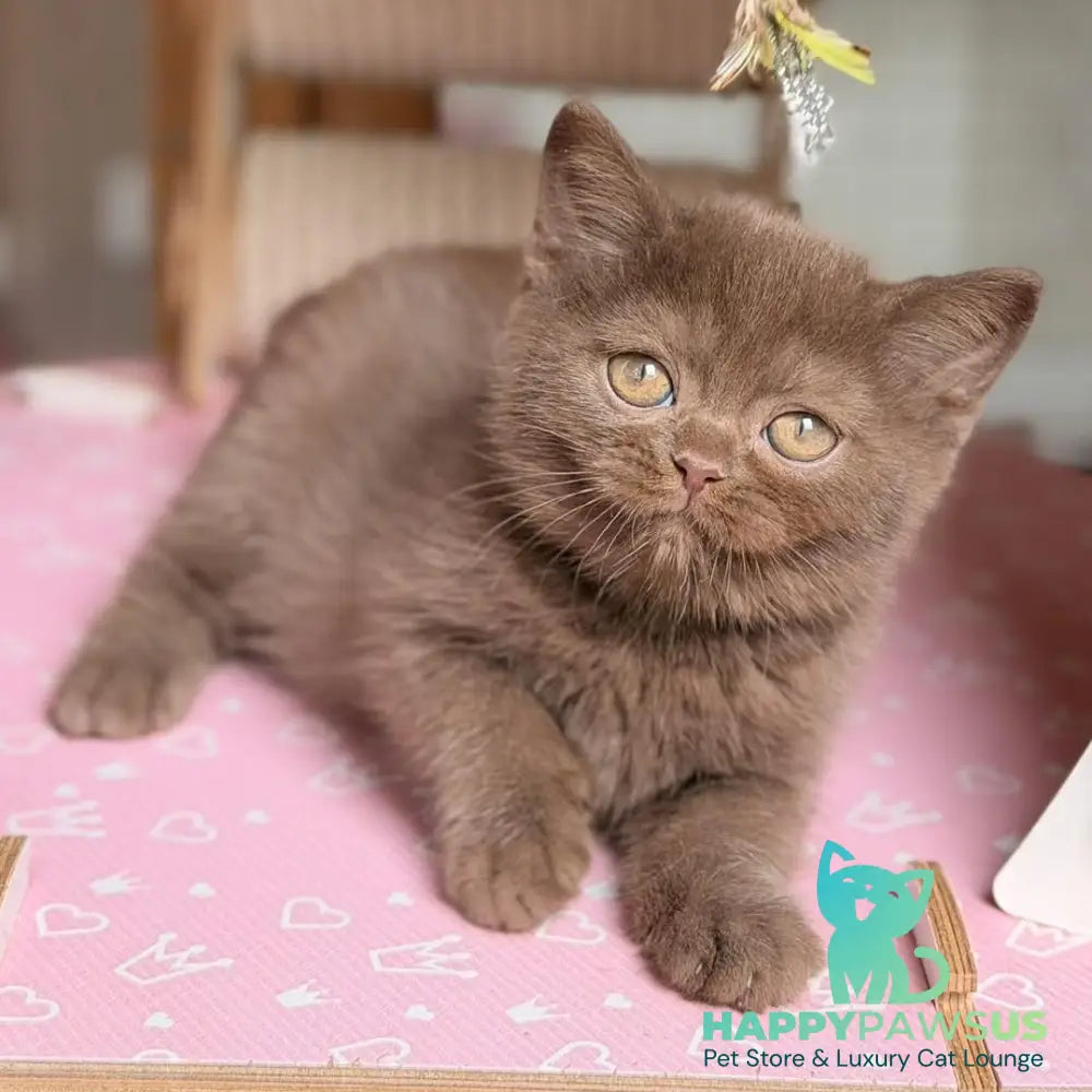 Sebastian British Shorthair male chocolate - live animals